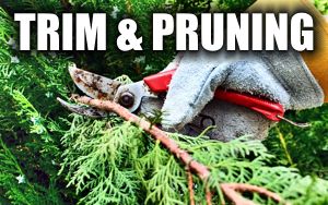 pruning